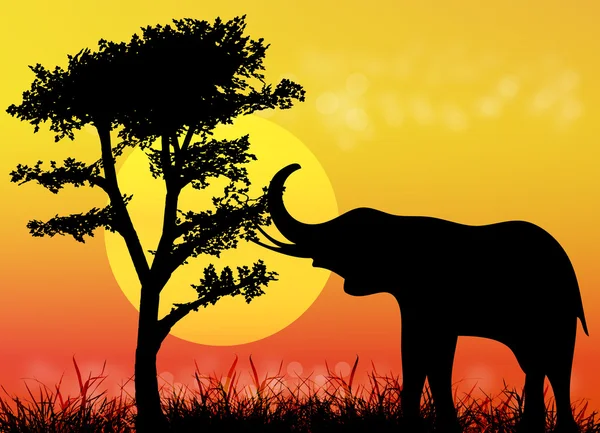 Elefante em savana. África.Parque nacional . — Fotografia de Stock