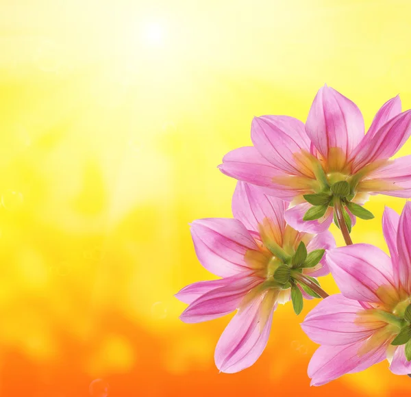 Sommer schöne Blumen.Natur Saison — Stockfoto