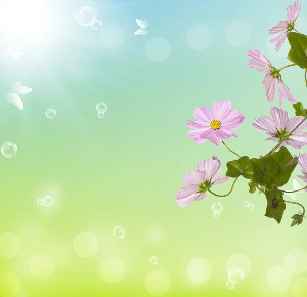 Flower background.Nature season — Stock Photo, Image