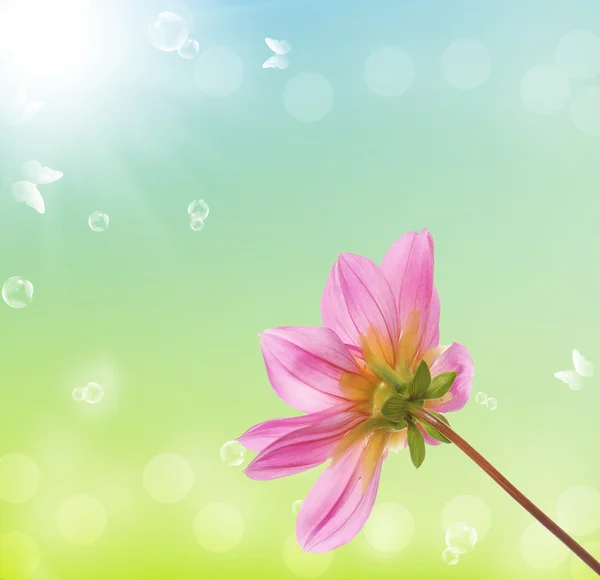 Spring flower.Nature season — Stock Photo, Image