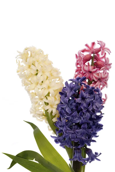 Tavasszal szép dekoratív kerti virág, fehér alapon — Stock Fotó