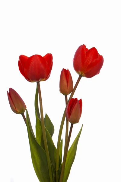 Tulipán de jardín rojo sobre fondo blanco — Foto de Stock