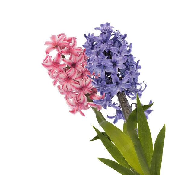 Jarní exotické krásné flower.holiday karta — Stock fotografie