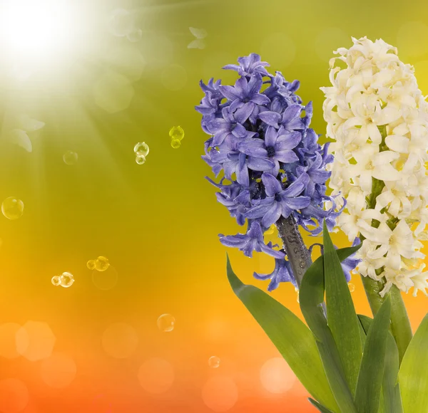 Primavera exótica linda flor.Cartão de férias — Fotografia de Stock