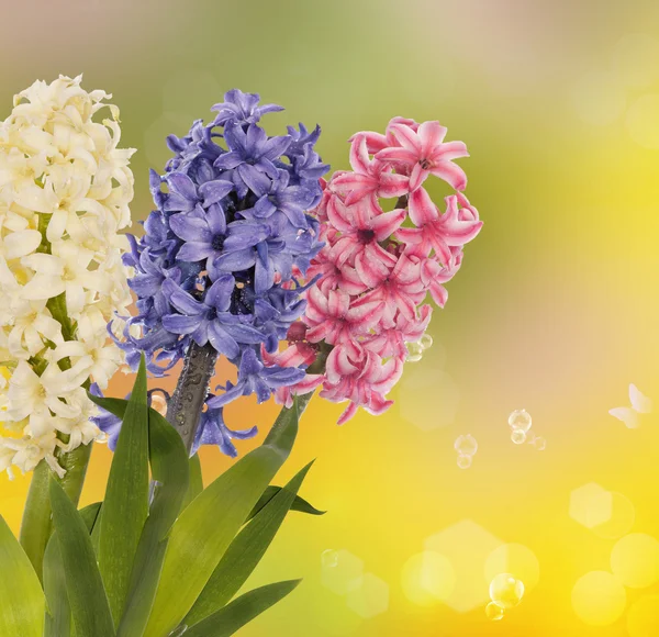 Primavera exótica linda flor.Cartão de férias — Fotografia de Stock