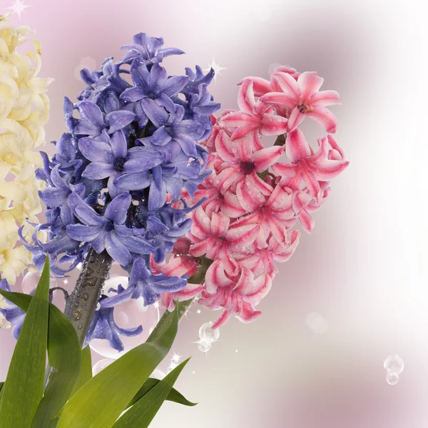 Hermosa flor de primavera. Tarjeta de vacaciones —  Fotos de Stock