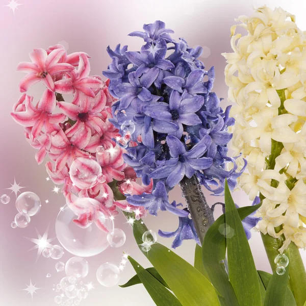 美しい花を春します。ホリデー カード — ストック写真