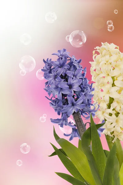 Spring mooie bloem. Kerstkaart — Stockfoto