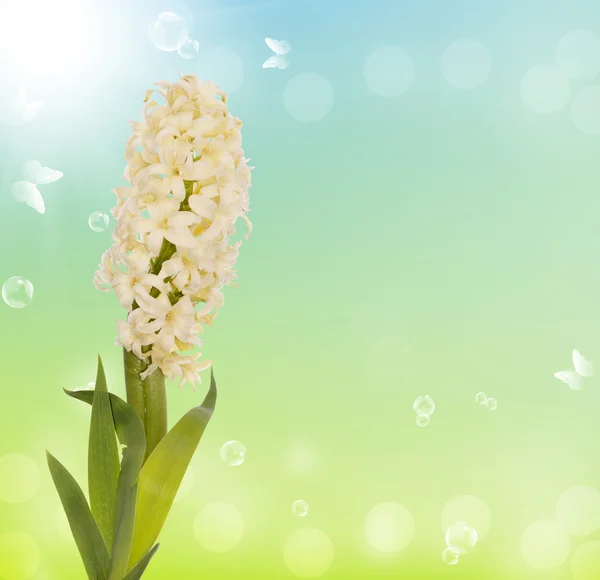 Spring exotic beautiful flower.Holiday card — Stock Photo, Image