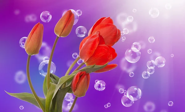 Primavera hermoso tulipán flower.Flower tarjeta de vacaciones —  Fotos de Stock