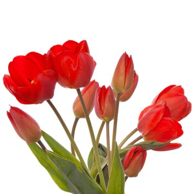 büyük bir buket bahar güzel Lale çiçek beyaz