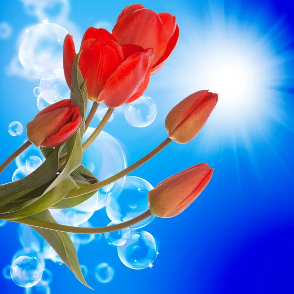 Primavera hermoso tulipán flower.Flower tarjeta de vacaciones —  Fotos de Stock