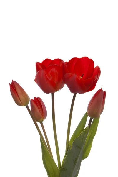 Flor de tulipán hermosa primavera en un blanco — Foto de Stock