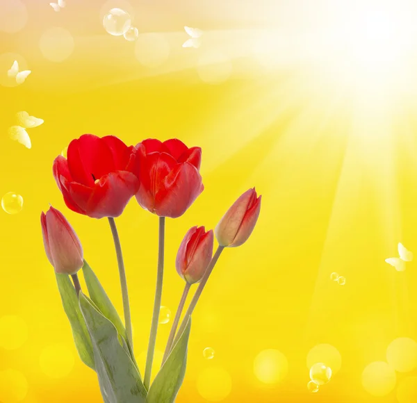 Wiosennym flower.nature piękny tulipan — Zdjęcie stockowe