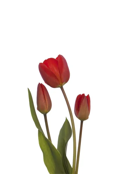 Frühling schöne Tulpenblume — Stockfoto