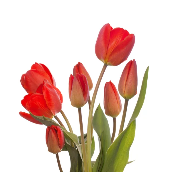 Весной красивый цветок тюльпана — стоковое фото