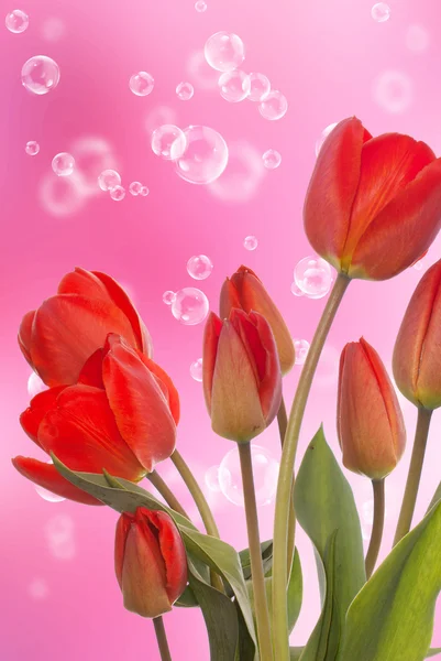 Spring beautiful tulip flower.Nature season — Stock Photo, Image