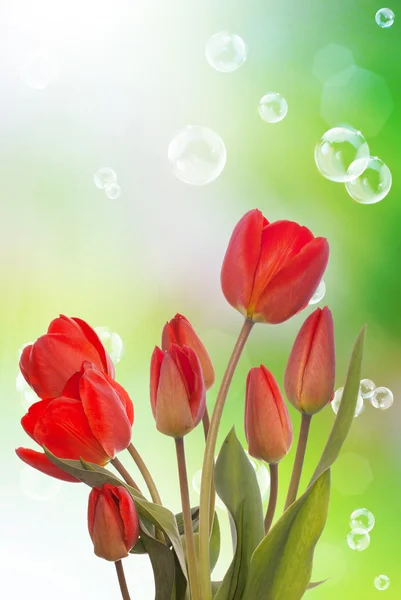 Mooie tulip flower.nature seizoen van de lente — Stockfoto