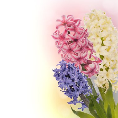 güzel bahar egzotik flower.celebration kartı