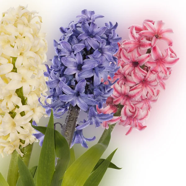 Vacker vår exotiska flower.celebration kort — Stockfoto