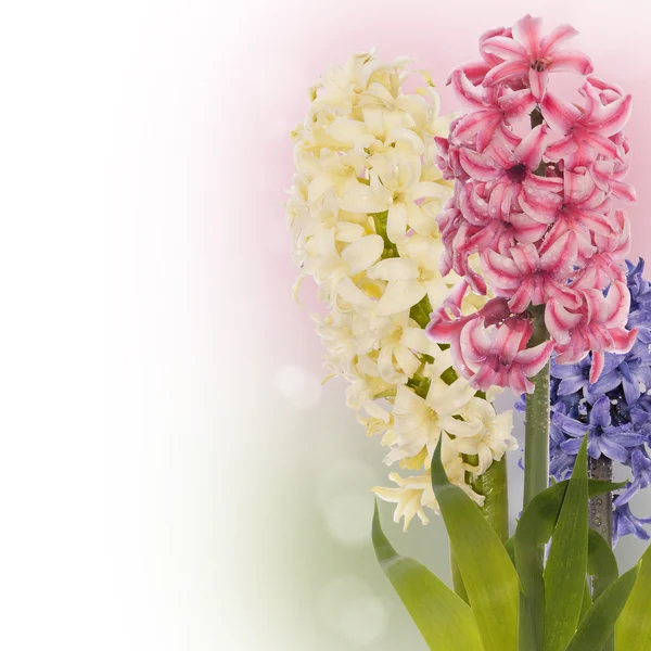 美しい春のエキゾチックな flower.celebration カード — ストック写真