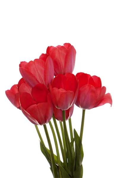 Primavera linda tulipa flower.Flower cartão de férias — Fotografia de Stock