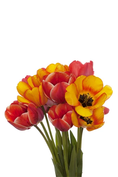 Primavera bela flor de tulipa — Fotografia de Stock