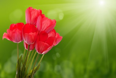 güzel Lale flower.flower tatil kartı bahar