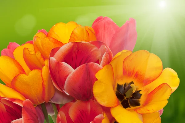 Spring beautiful tulip flower.Flower holiday card — Stock Photo, Image