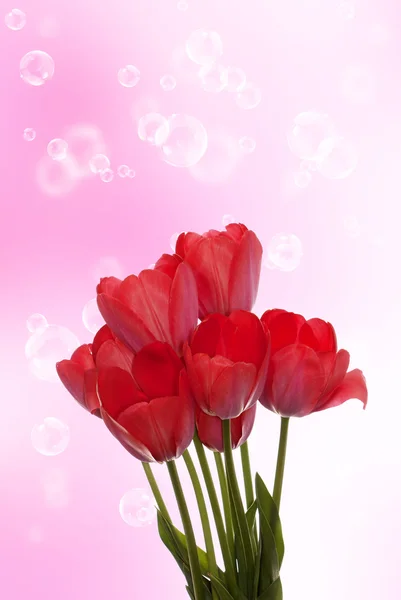 抽象背景上春天美丽的红色郁金香花 — 图库照片