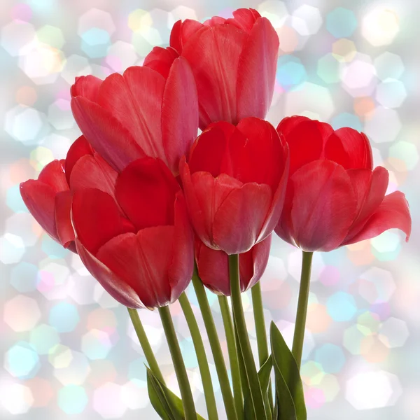 Jaro krásné červené tulipány na pozadí abstraktní — Stock fotografie