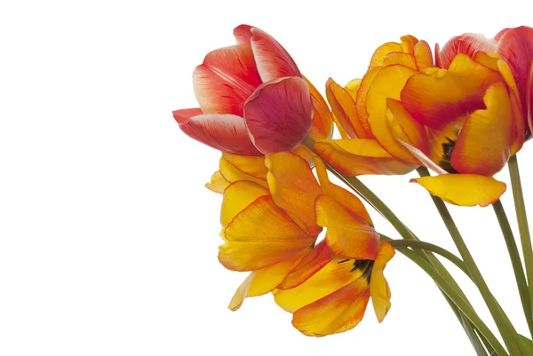 Primavera bellissimo tulipano flower.Flower carta vacanza — Foto Stock