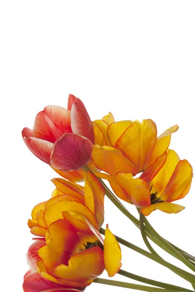 Kartka świąteczna Tulip.Flower — Zdjęcie stockowe