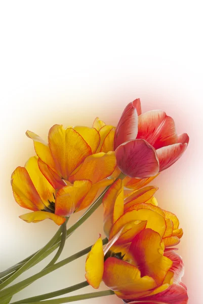 Tulip.Flower cartão de férias — Fotografia de Stock