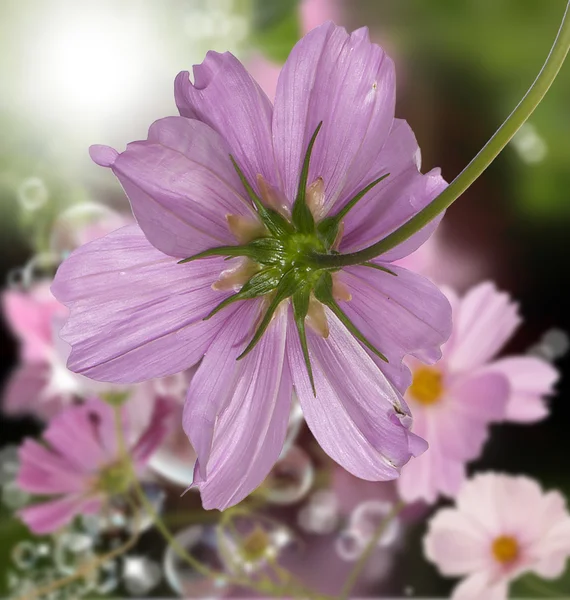 Blume schön border.nature Hintergrund — Stockfoto