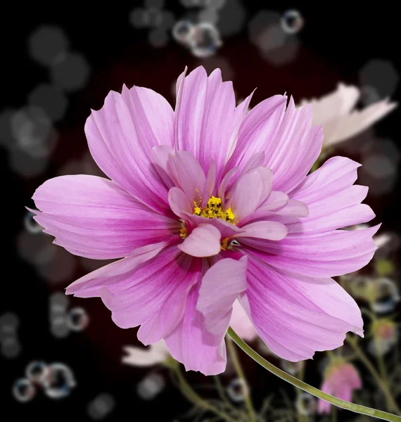 Virág, szép határ. Természet háttér — Stock Fotó