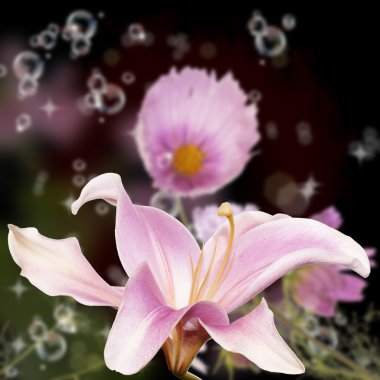 güzel border.nature arka plan çiçek