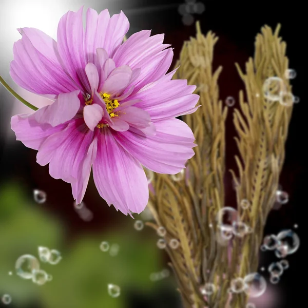 Flor bonita border.Nature fundo — Fotografia de Stock