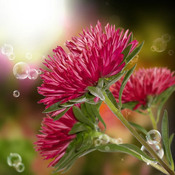 Flower beautiful border.Nature background — Stock Photo, Image