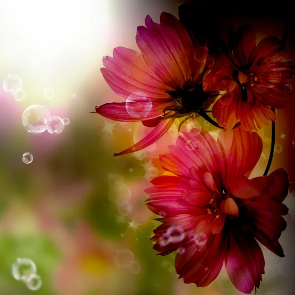 Flower beautiful border.Nature background Stock Picture