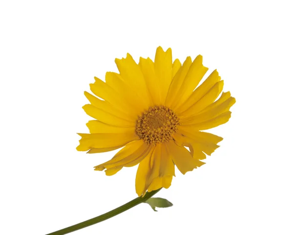 Flor hermosa amarilla sobre un fondo blanco —  Fotos de Stock