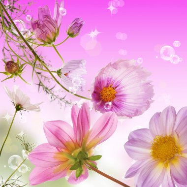 güzel pembe çiçekler