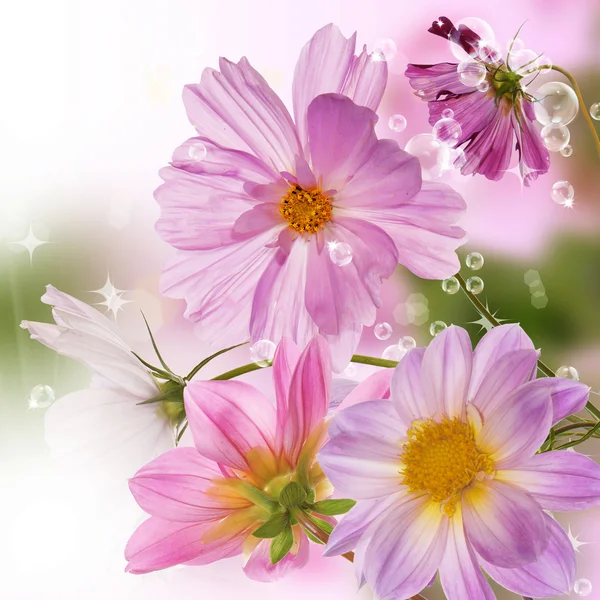 Beautiful spring flowers — Stock Photo, Image