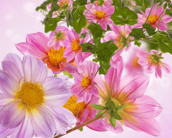 Pink spring flowers — Stock Photo, Image