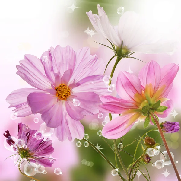 Beautiful flower card — Stock Photo, Image