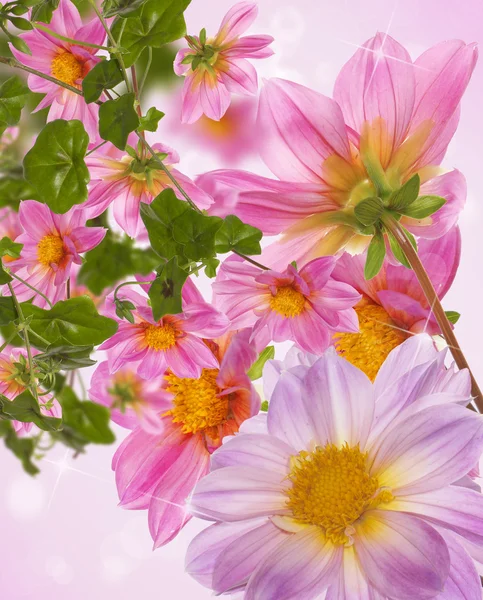 Flor cartão de verão — Fotografia de Stock