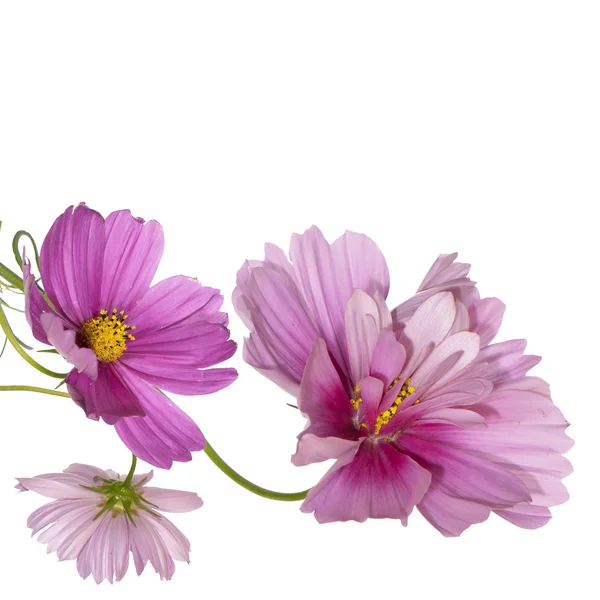 Květiny krásné hranice — Stock fotografie
