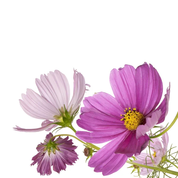 Kwiaty piękne obramowanie — Zdjęcie stockowe
