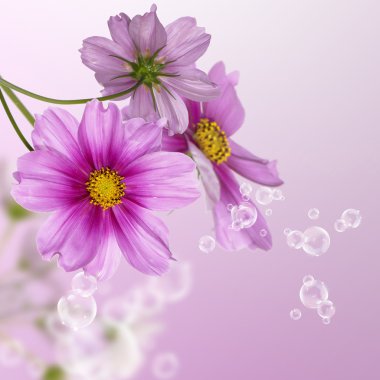 güzel arka plan çiçek