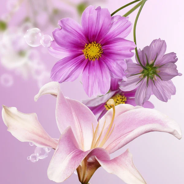 Flower beautiful background — Stock Photo, Image